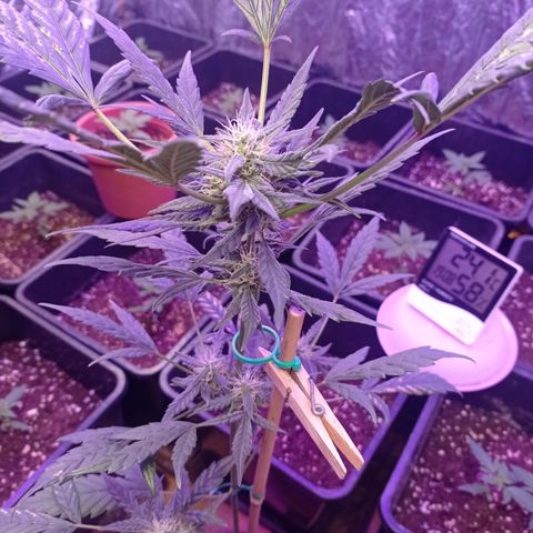 Royal Dwarf growlog timeline photo
