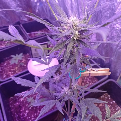 Royal Dwarf growlog timeline photo