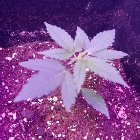 Milky Way #01 growlog timeline photo
