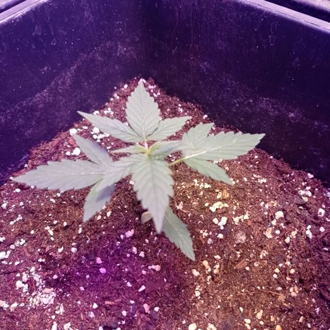 Milky Way #01 growlog timeline photo