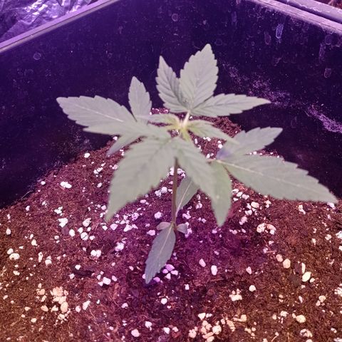 Milky Way #01 growlog timeline photo