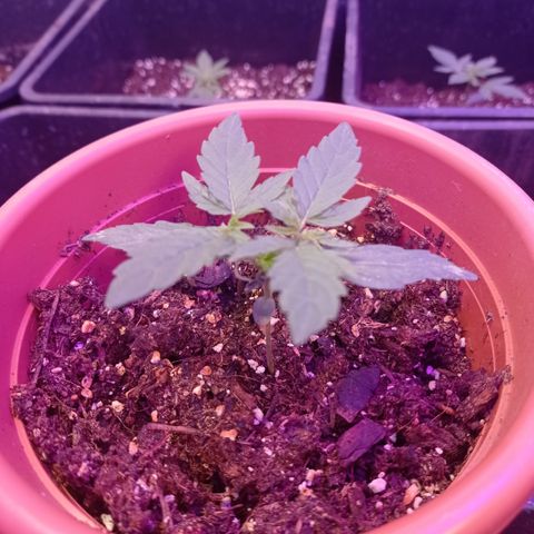 Milky Way #01 growlog timeline photo