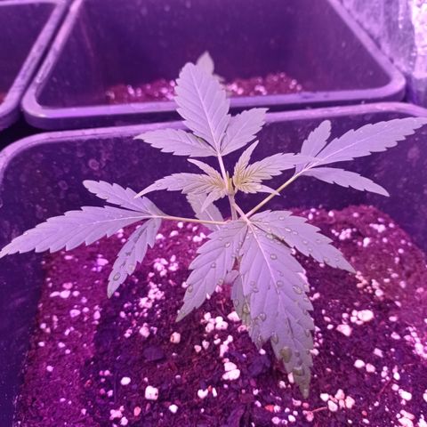 Milky Way #01 growlog timeline photo