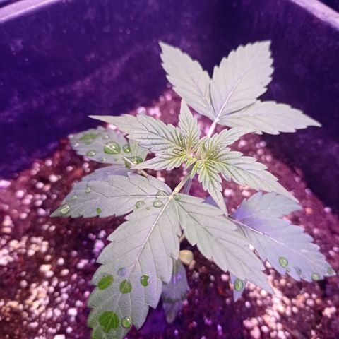 Milky Way #01 growlog timeline photo