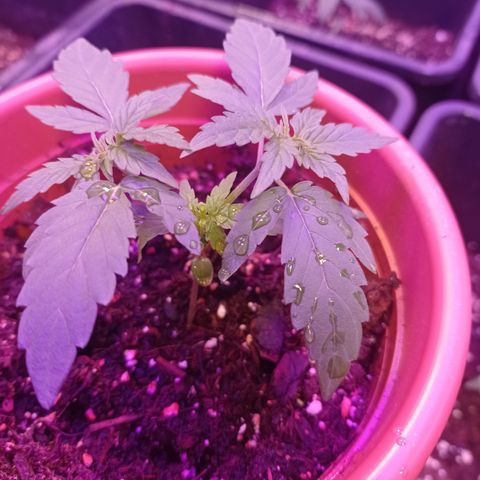Milky Way #01 growlog timeline photo