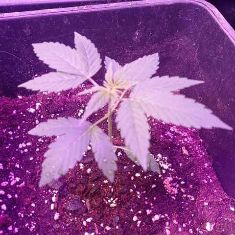 Milky Way #01 growlog timeline photo