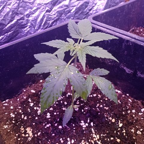 Milky Way #01 growlog timeline photo