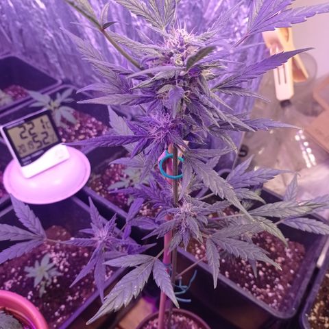 Royal Dwarf growlog timeline photo