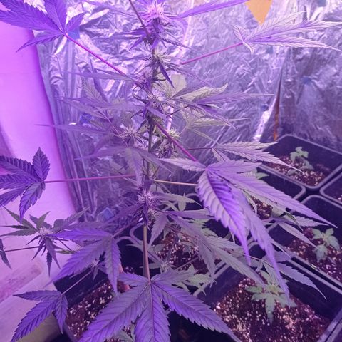 Royal Dwarf growlog timeline photo