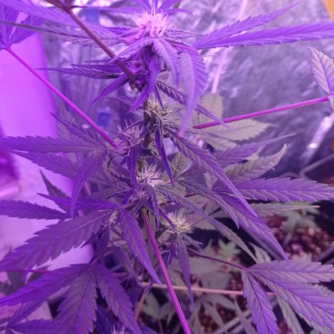 Royal Dwarf growlog timeline photo