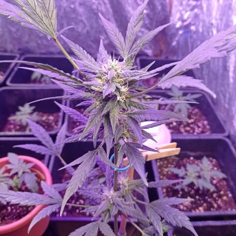 Royal Dwarf growlog timeline photo