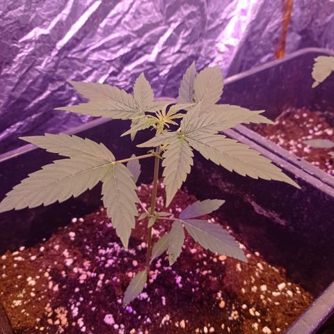 Milky Way #01 growlog timeline photo