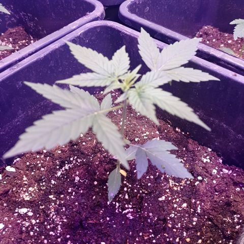 Milky Way #01 growlog timeline photo