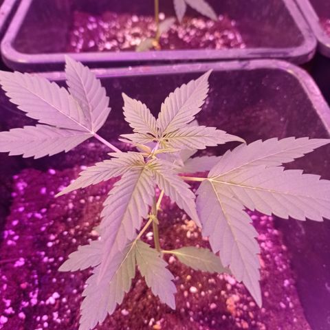 Milky Way #01 growlog timeline photo