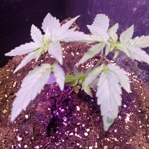Milky Way #01 growlog timeline photo