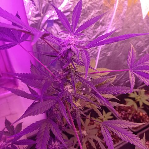 Royal Dwarf growlog timeline photo
