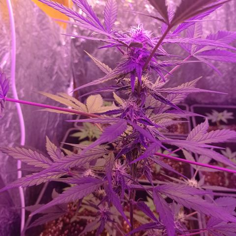 Royal Dwarf growlog timeline photo