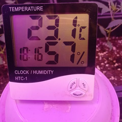 Royal Dwarf growlog timeline photo