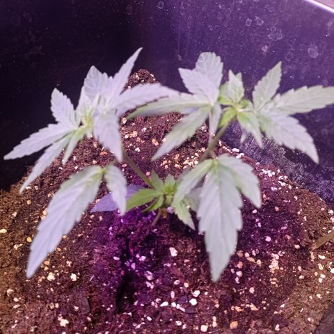 Milky Way #01 growlog timeline photo