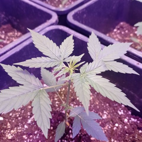 Milky Way #01 growlog timeline photo