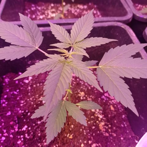 Milky Way #01 growlog timeline photo