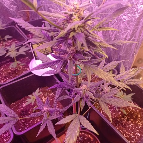Royal Dwarf growlog timeline photo