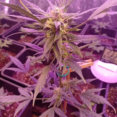 Royal Dwarf growlog timeline photo