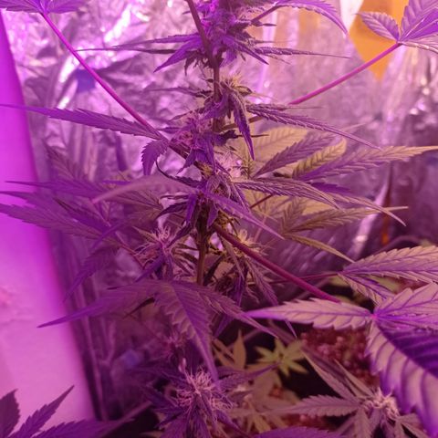 Royal Dwarf growlog timeline photo