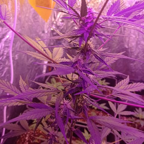 Royal Dwarf growlog timeline photo