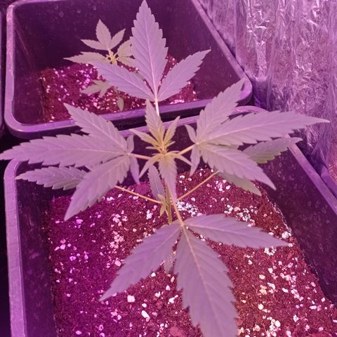 Milky Way #01 growlog timeline photo