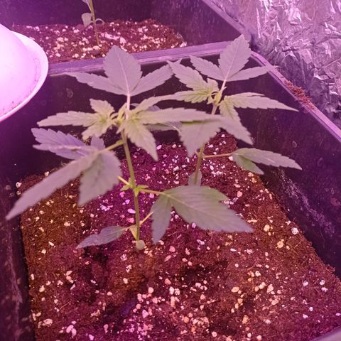 Milky Way #01 growlog timeline photo