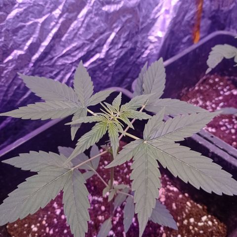 Milky Way #01 growlog timeline photo