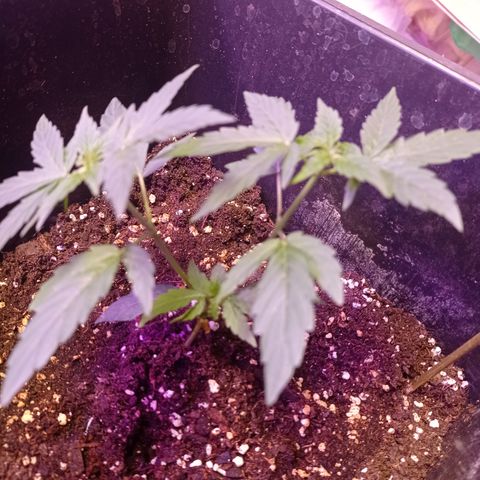 Milky Way #01 growlog timeline photo