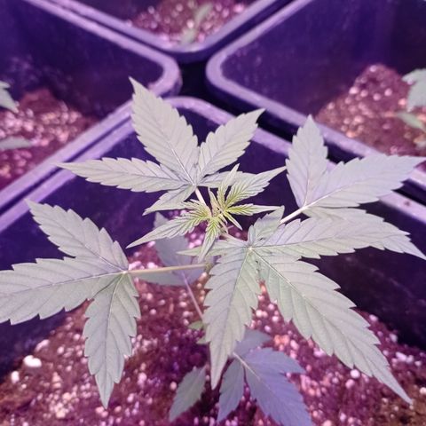 Milky Way #01 growlog timeline photo