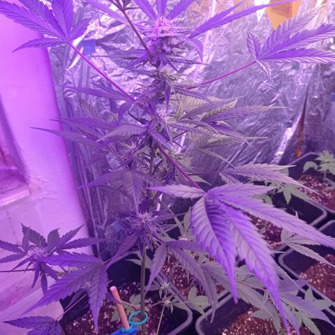 Royal Dwarf growlog timeline photo