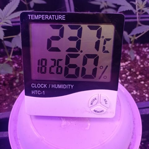 Royal Dwarf growlog timeline photo