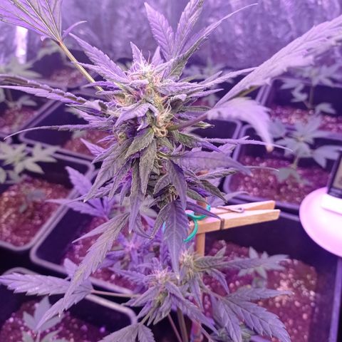 Royal Dwarf growlog timeline photo