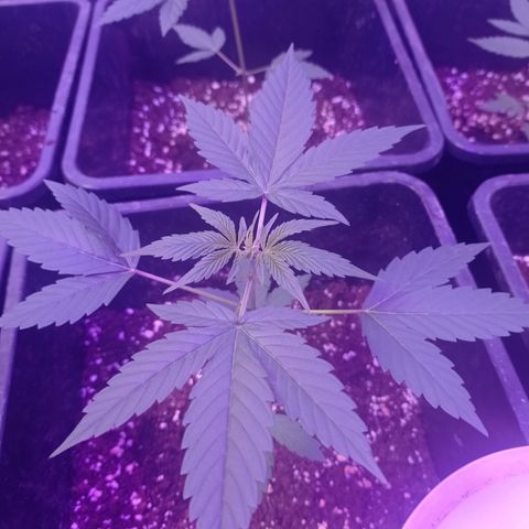 Milky Way #01 growlog timeline photo