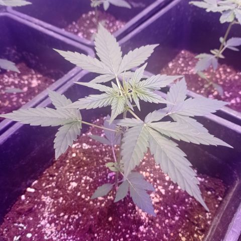 Milky Way #01 growlog timeline photo