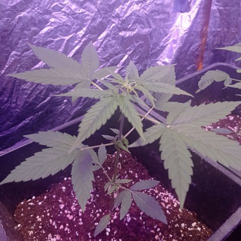 Milky Way #01 growlog timeline photo