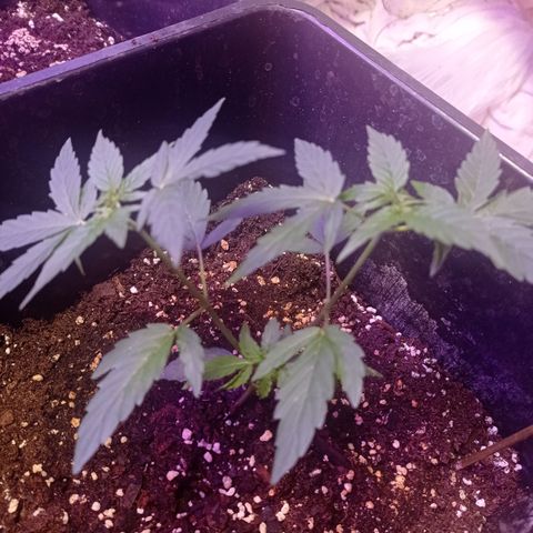 Milky Way #01 growlog timeline photo