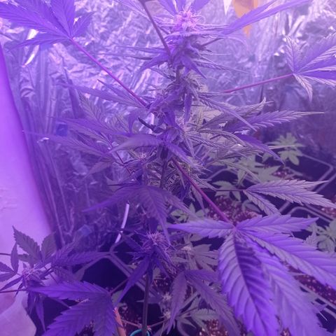 Royal Dwarf growlog timeline photo