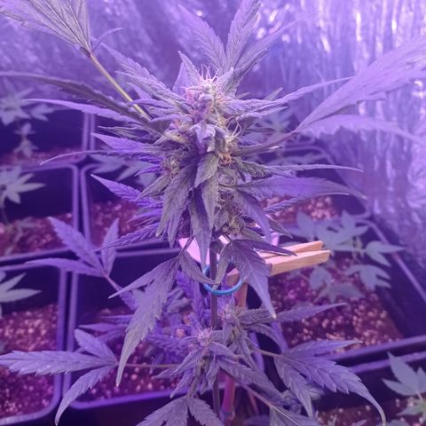 Royal Dwarf growlog timeline photo