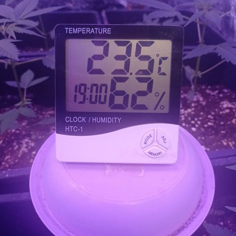 Royal Dwarf growlog timeline photo