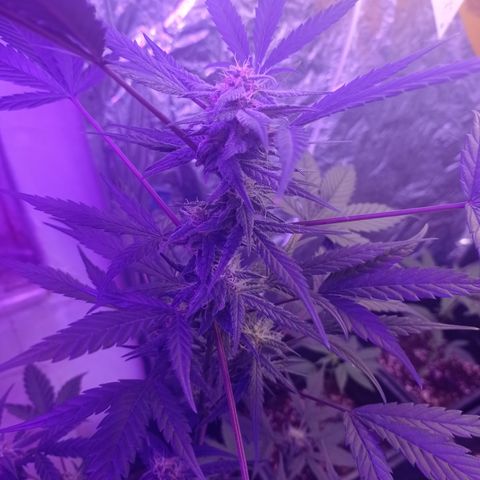 Royal Dwarf growlog timeline photo