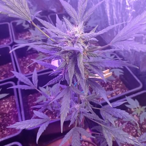 Royal Dwarf growlog timeline photo
