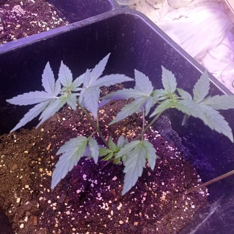 Milky Way #01 growlog timeline photo