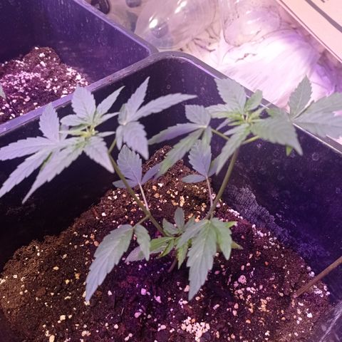 Milky Way #01 growlog timeline photo