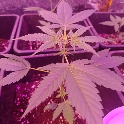 Milky Way #01 growlog timeline photo