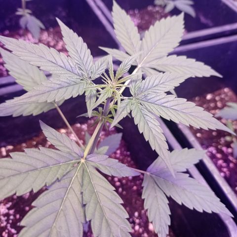 Milky Way #01 growlog timeline photo